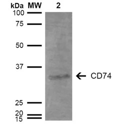 CD74 Antibody (3D7), Novus Biologicals 100ug; Unlabeled:Antibodies, Monoclonal